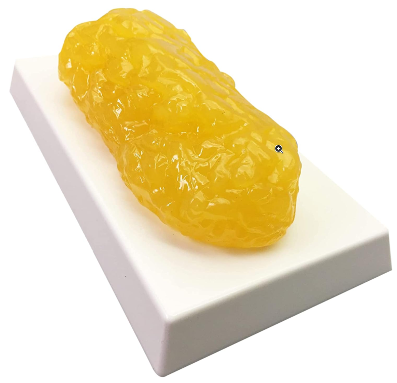 Realistic Anatomic Fatty Tissue Model Demonstration for Anatomy, Physiology, Science & Technology Students
